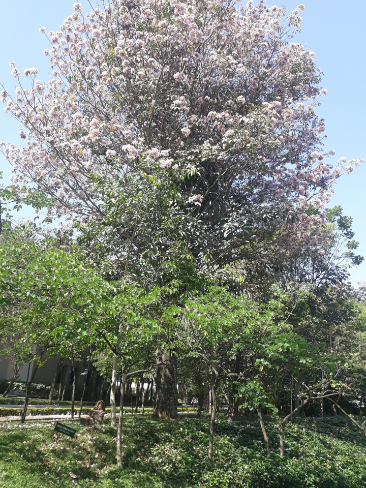 Spring