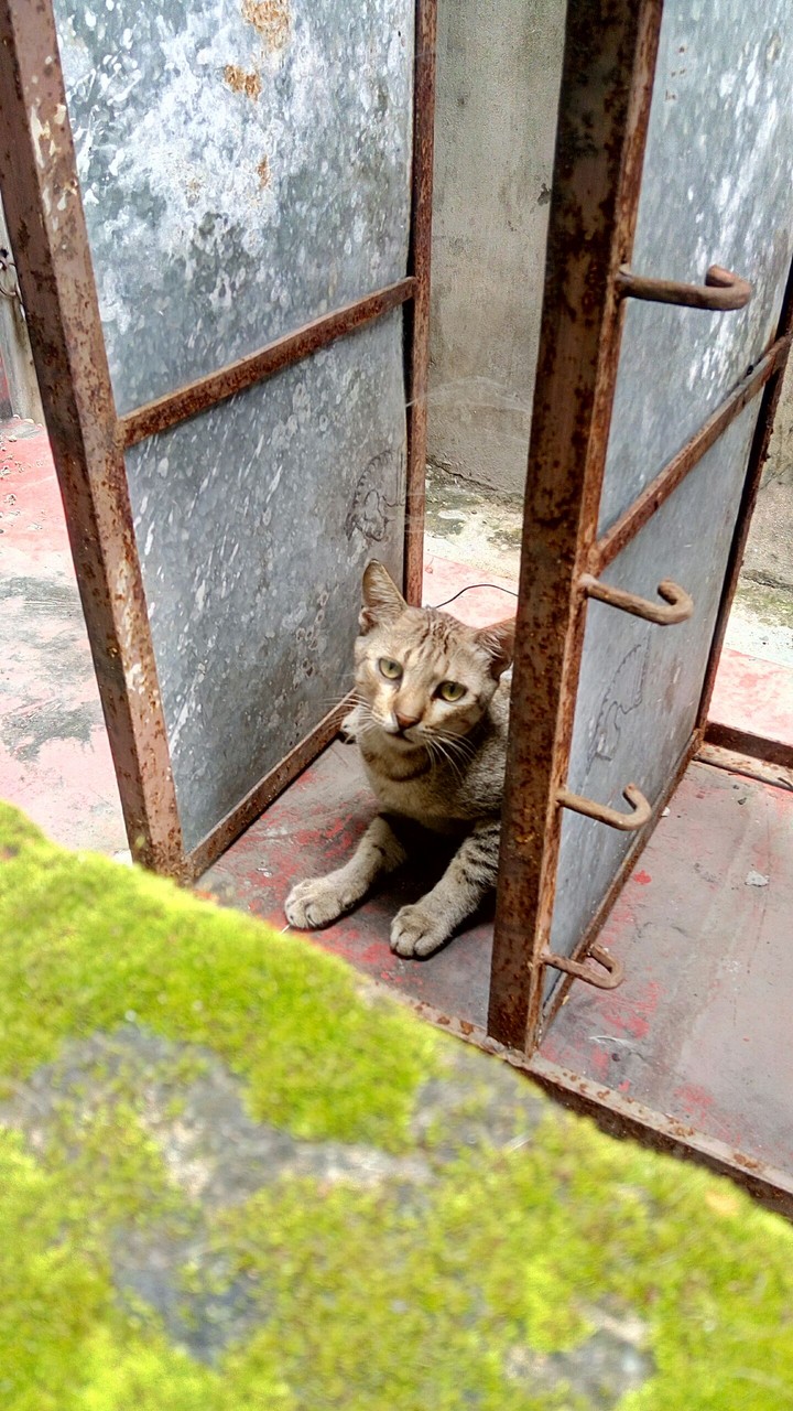 Cat With question.