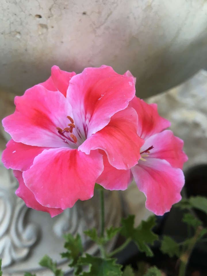 beautiful flower