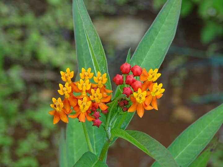 Yercaud garden, multi-coloured blossoms