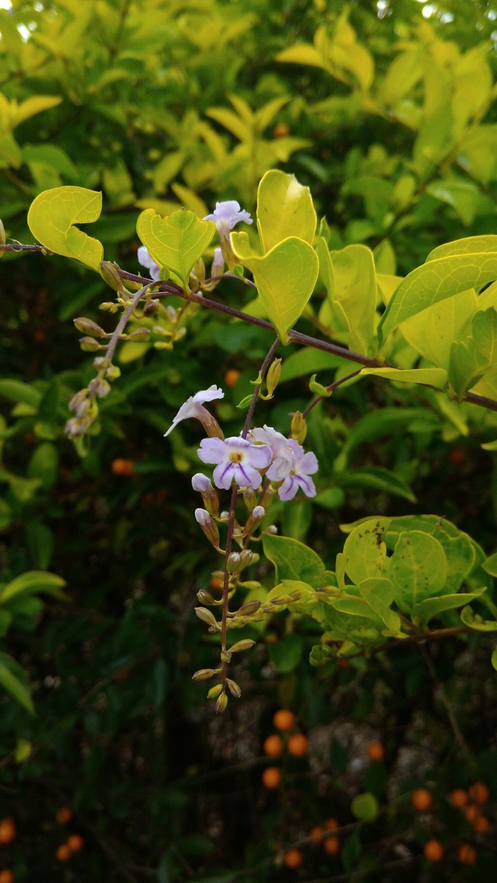 flor