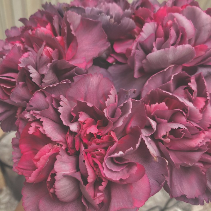 carnation