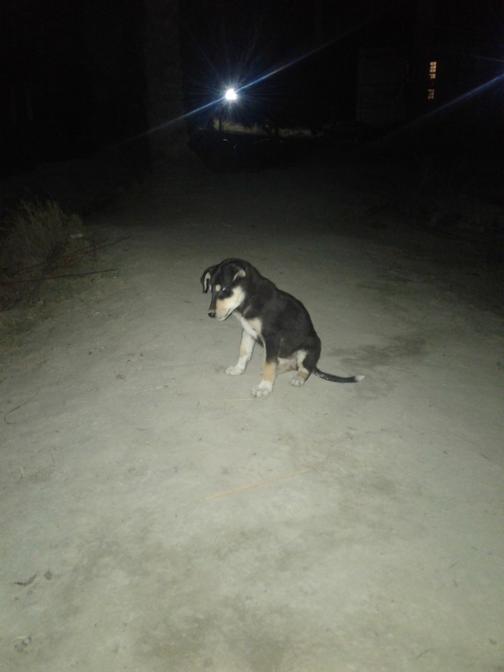 my pet