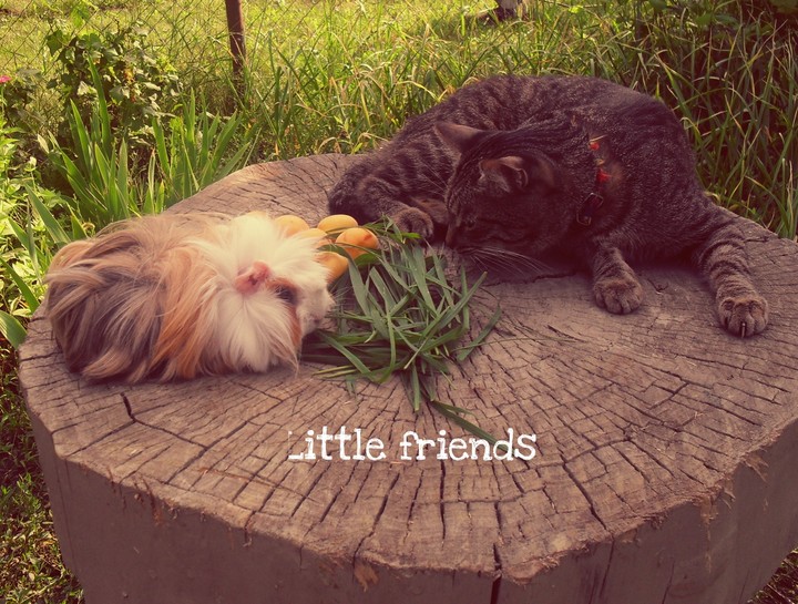 Friends