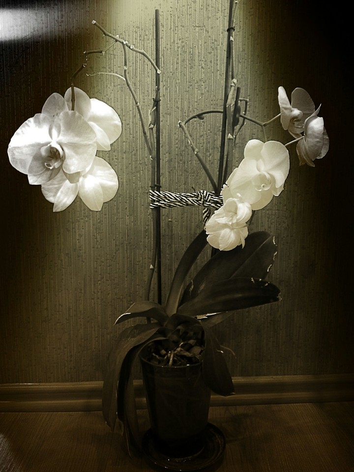 orchid