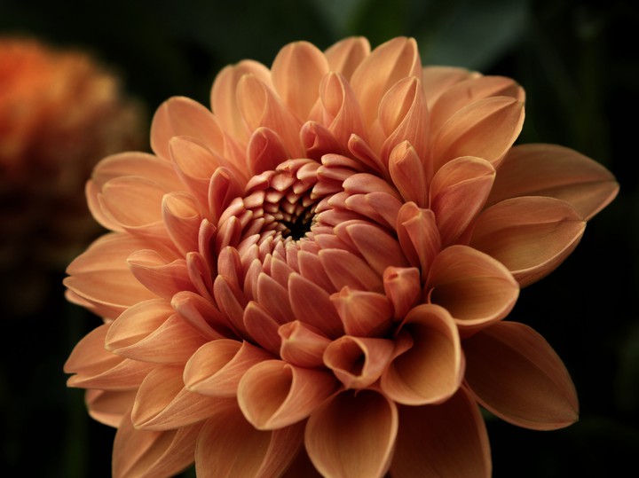 dahlia