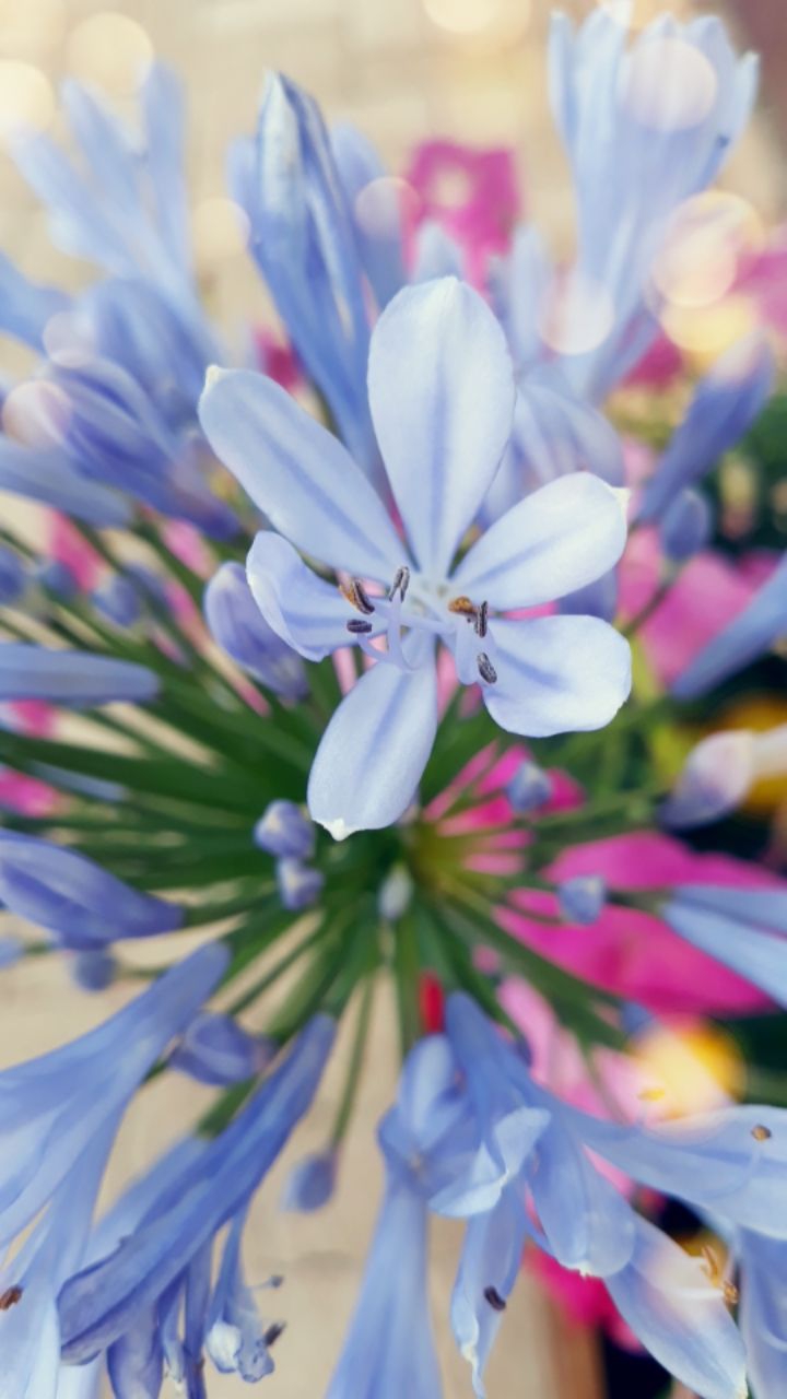 fleur