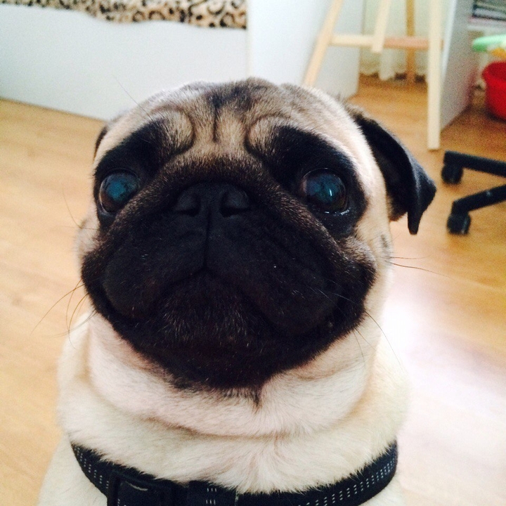 Cute pug