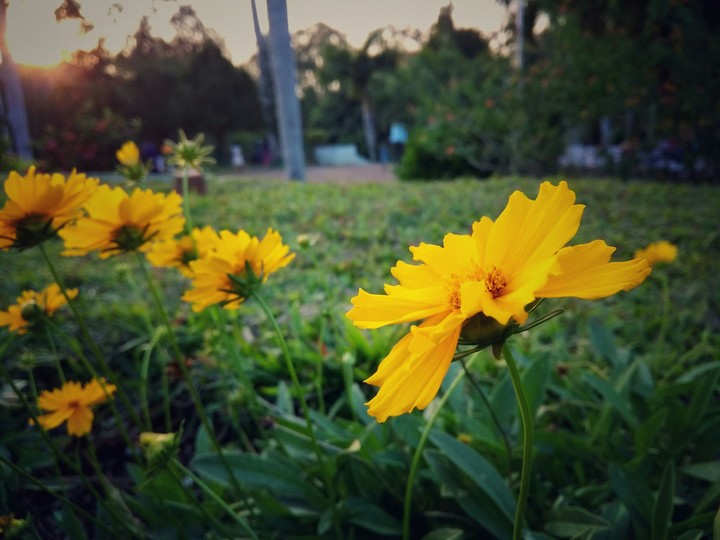 Flowers