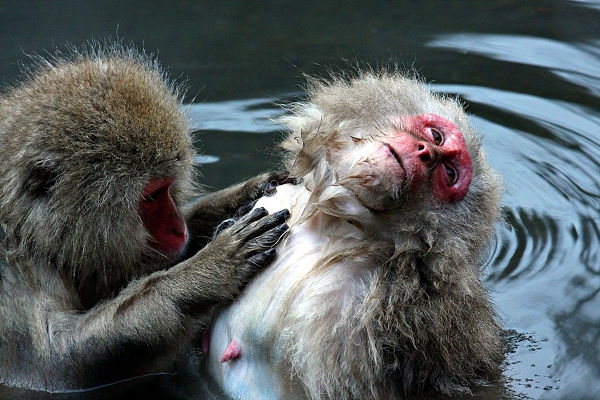 snow Monkeys