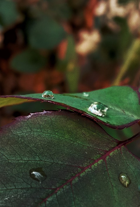 rain drop