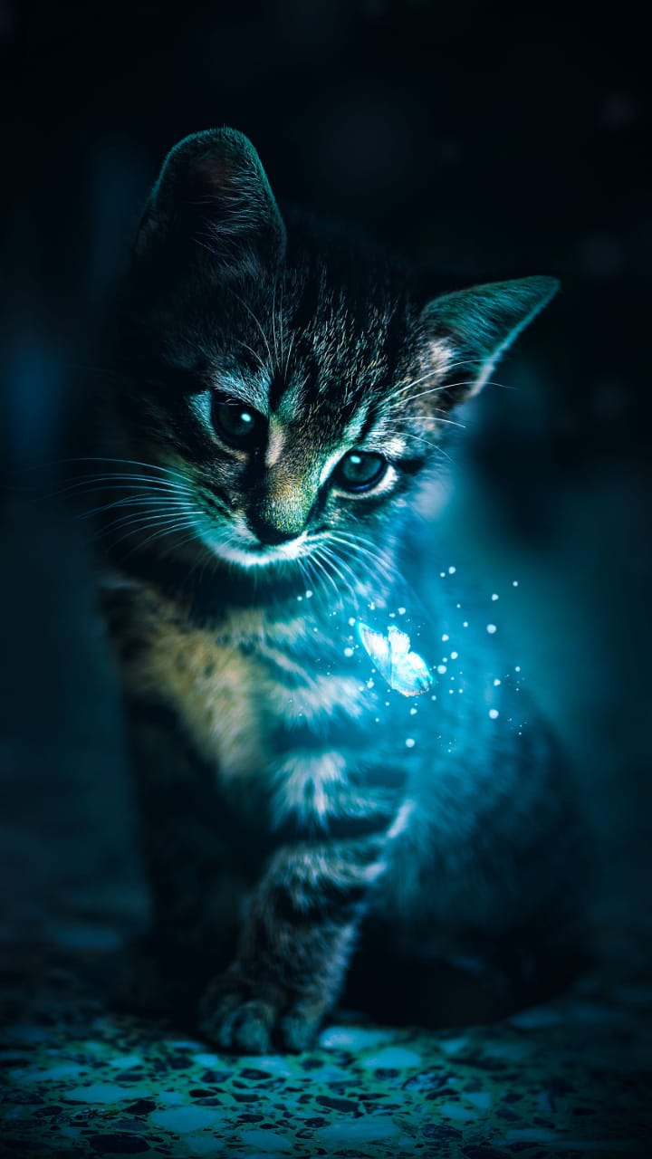 cat