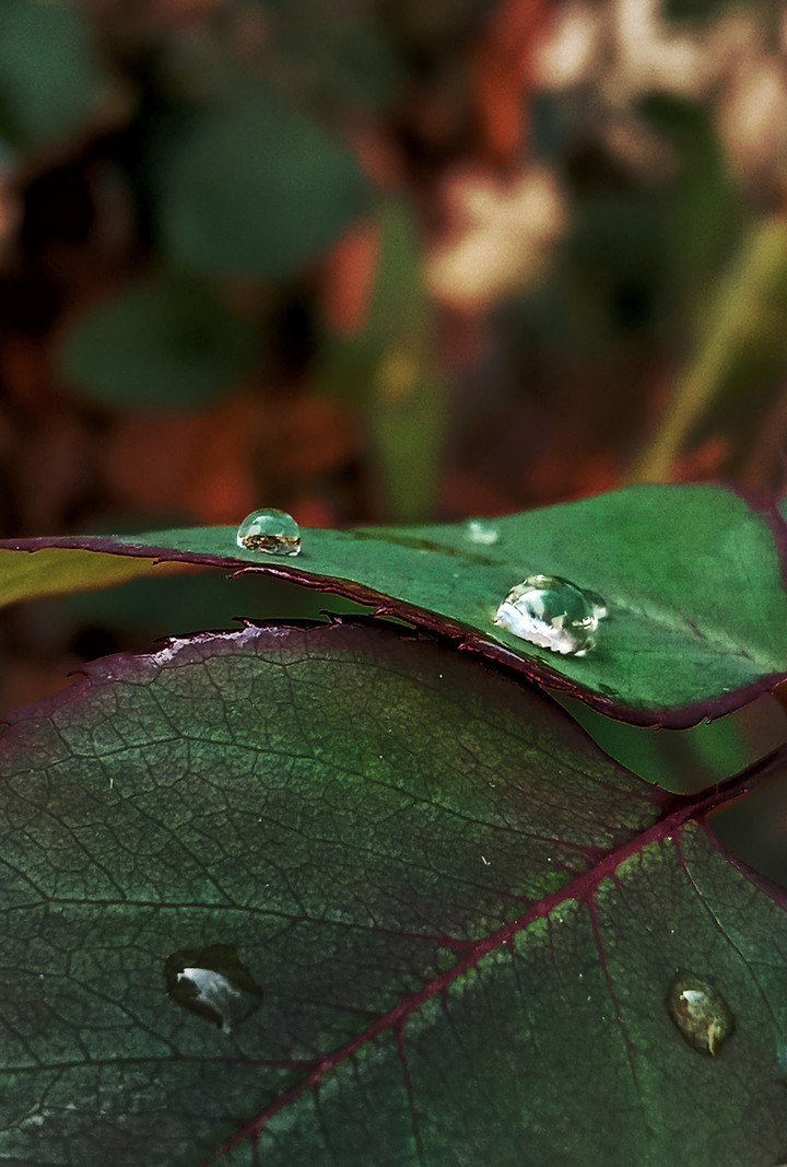 rain drop