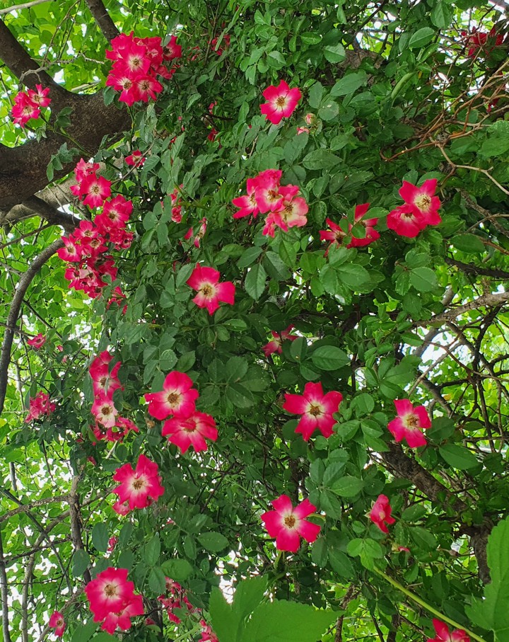 red baby brier 홍찔레