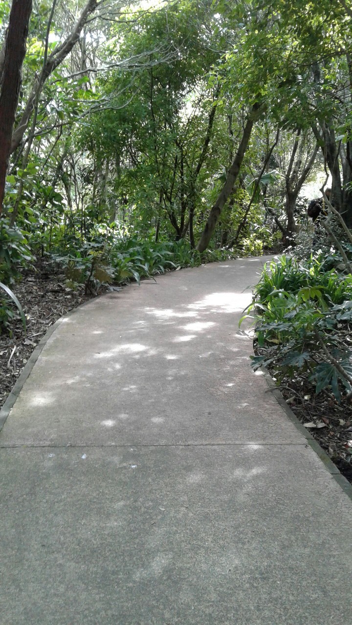 A Walk Through The Woods