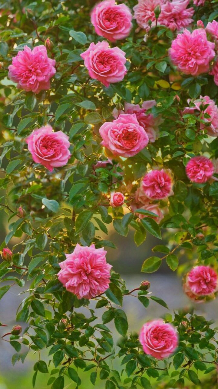 Flowers. Розы над водой