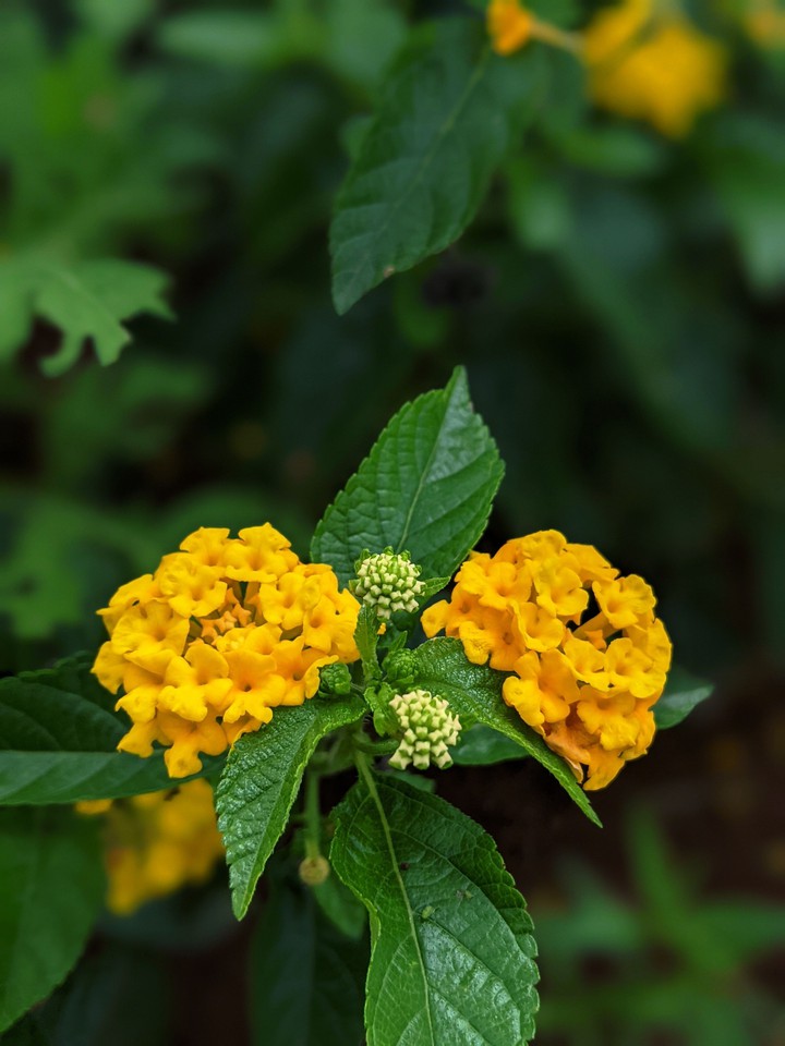 Yellove