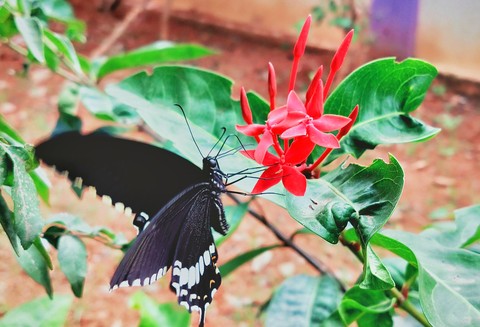 butterflies