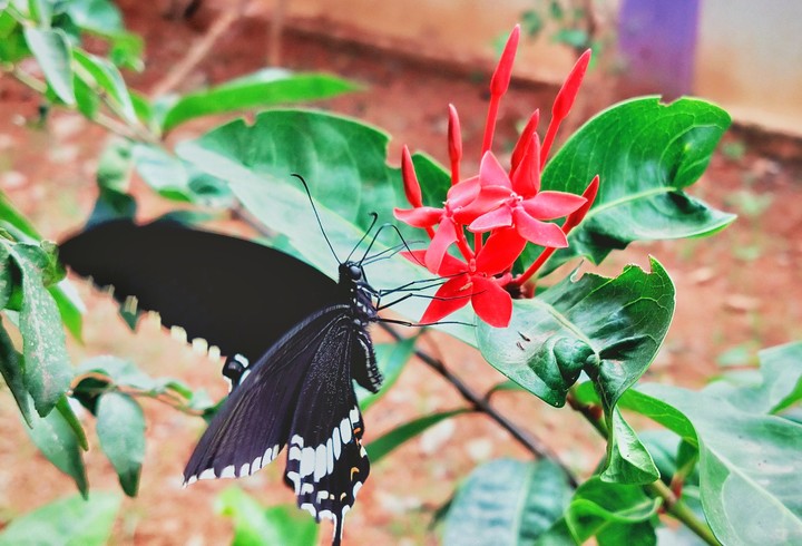 butterflies