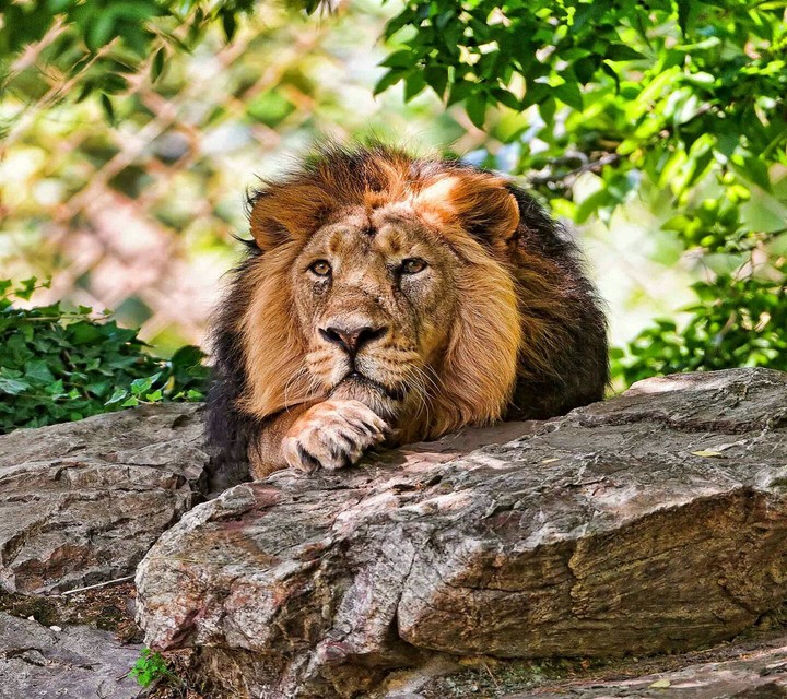King of Animals