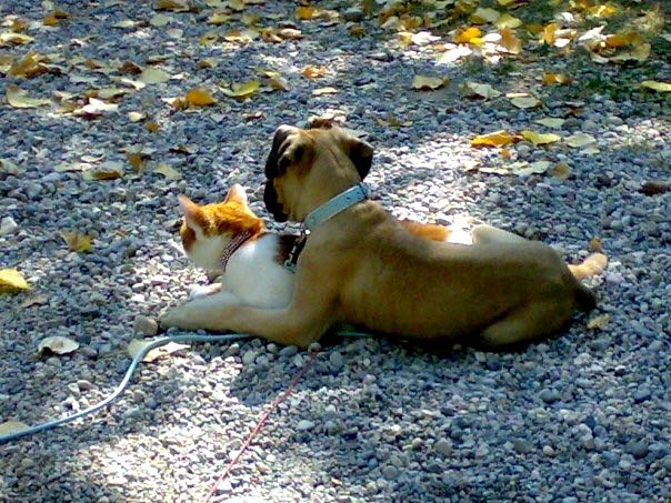 cat and dog