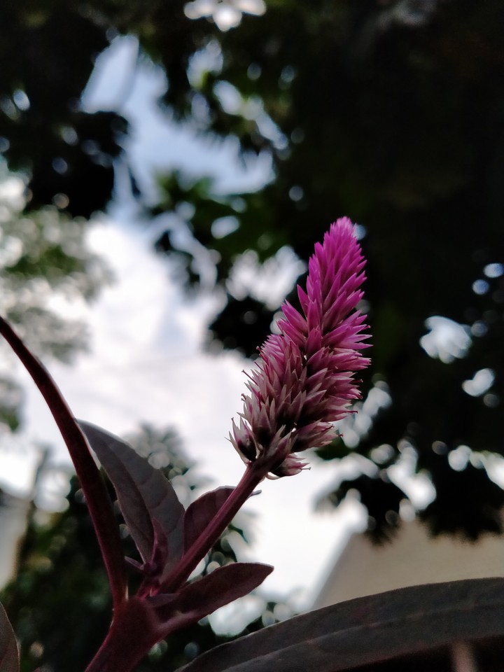 beautiful flower