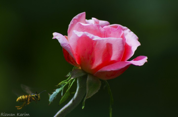 rose with a WASP