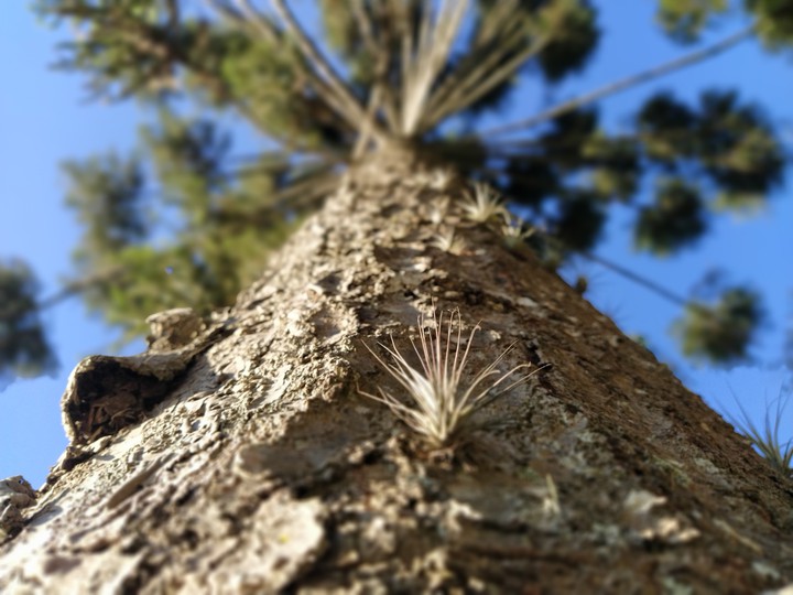 Araucaria