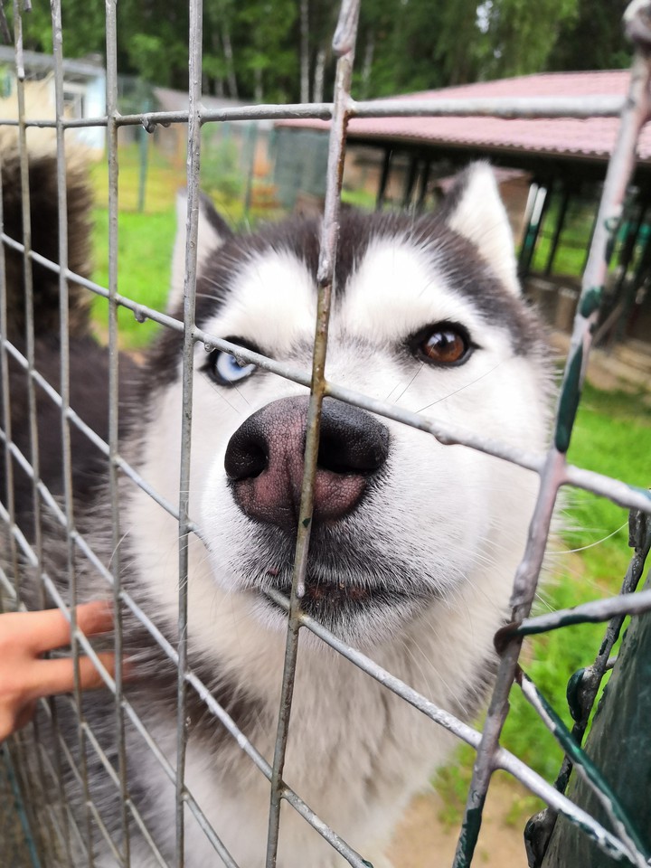 Хаски