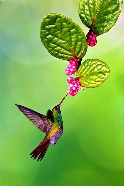 sfondi bird, flower