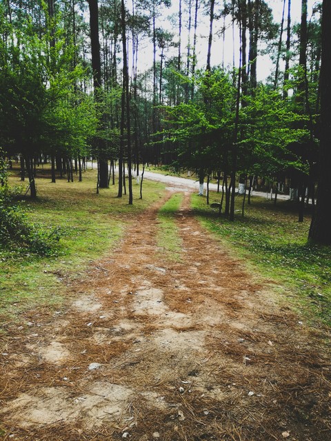 road in the forest