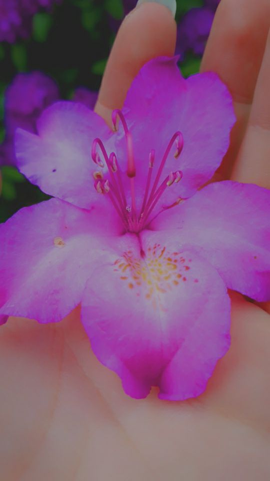 fleure