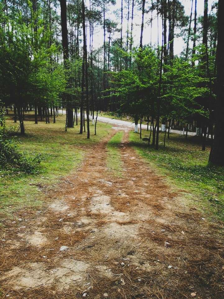 road in the forest