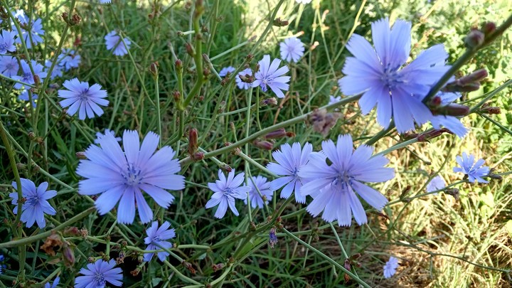 flowers