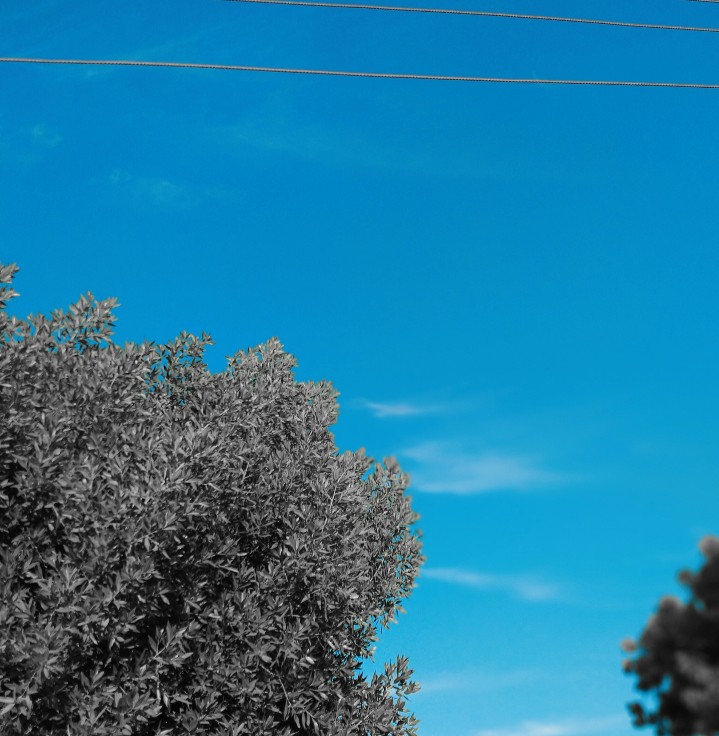 sky view & black tree