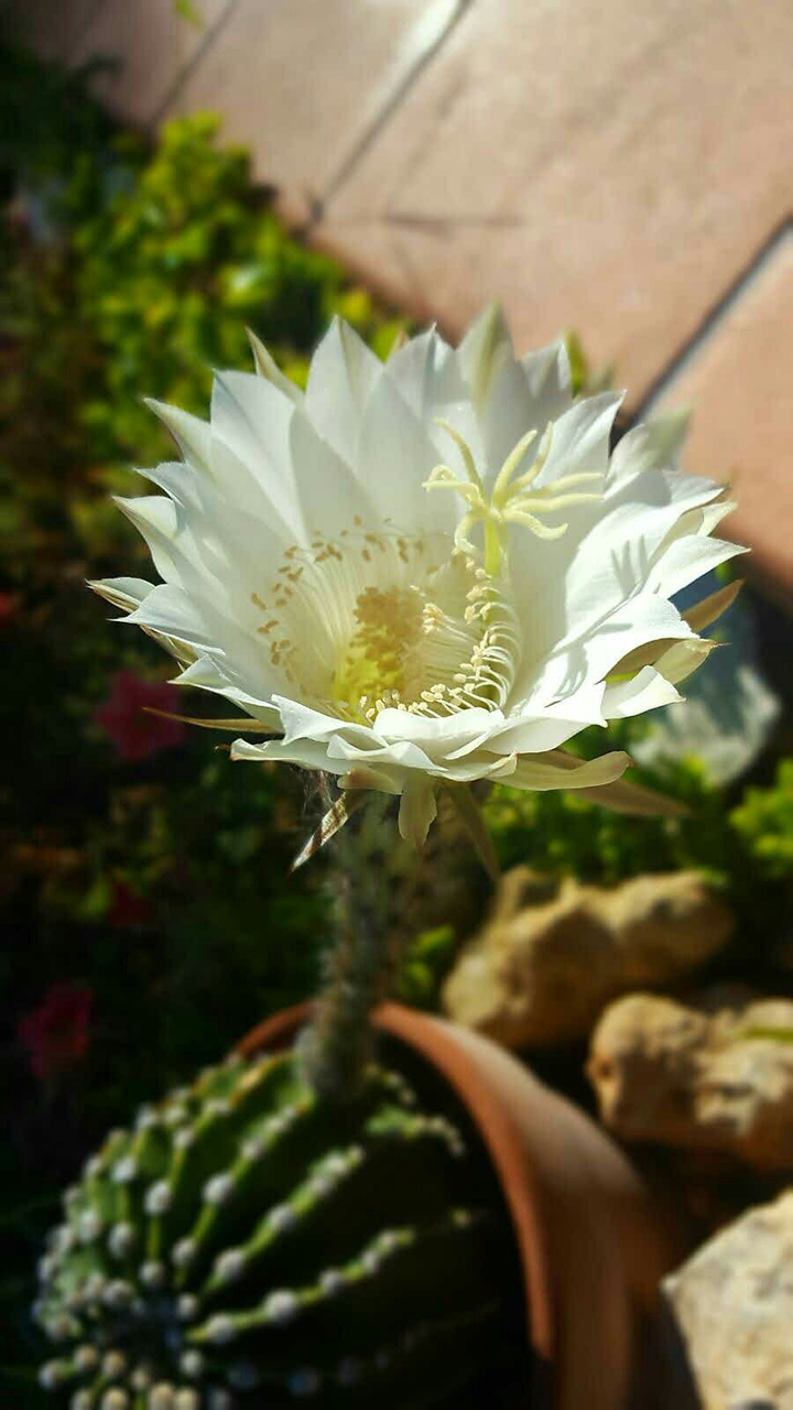 my garden
