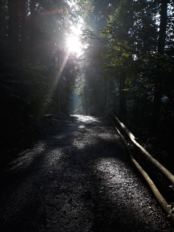 forest