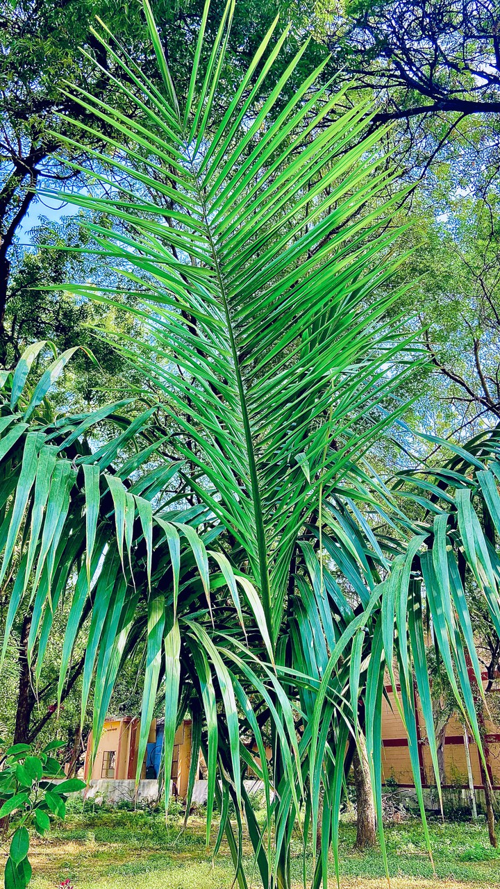 Grass Tree