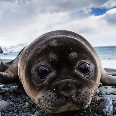 hình nền seals, snout