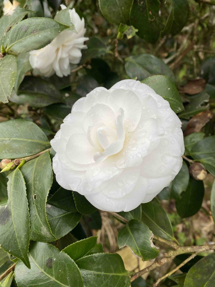 blossom