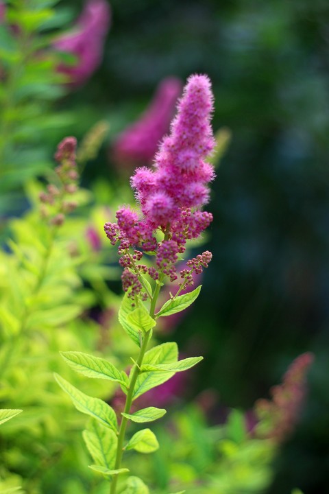 fondos de pantalla spirea, botany