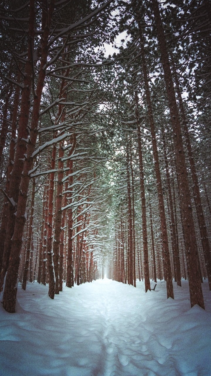 the forest