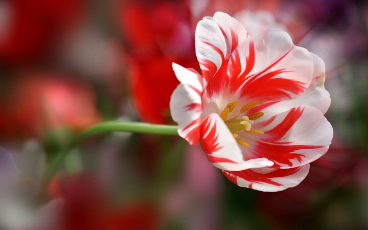 beautiful red and white mix flower