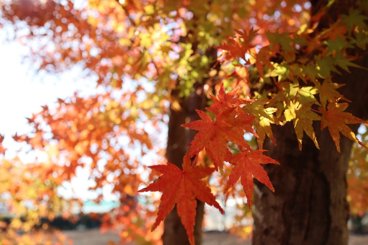 Maple