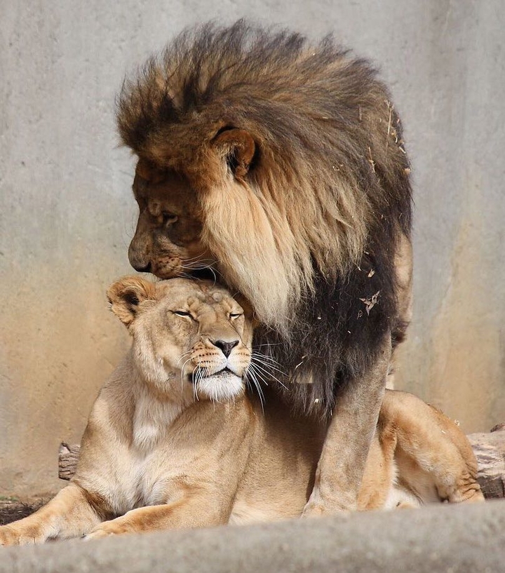 love
