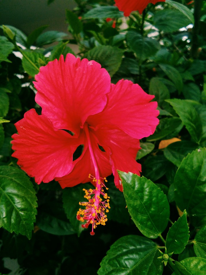 HIBISCUS.. ♥ ♥