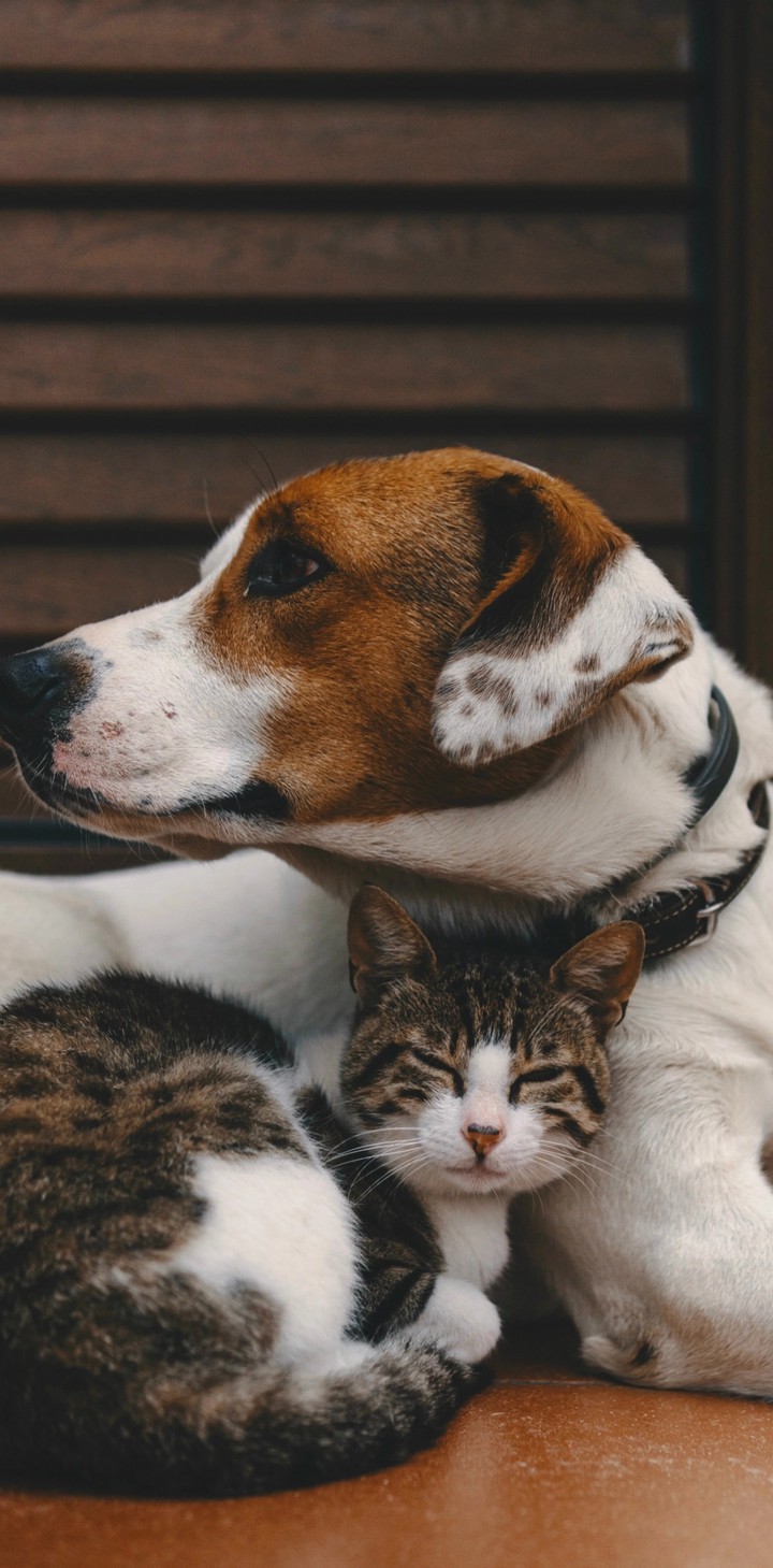 Friendship, tenderness and contentment !!!