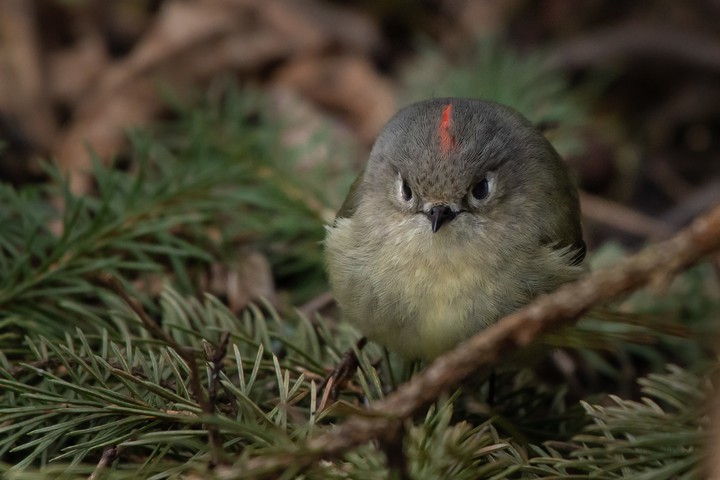 bird