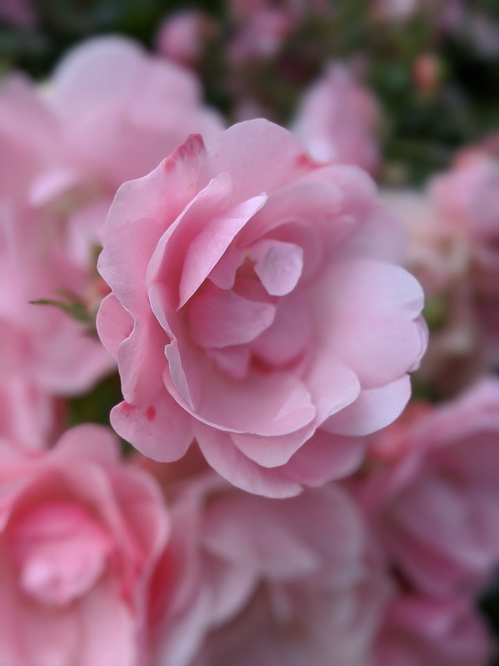 Spring