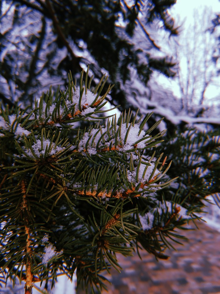 Молчаливые, хмурые ели
Повязали платок снеговой.